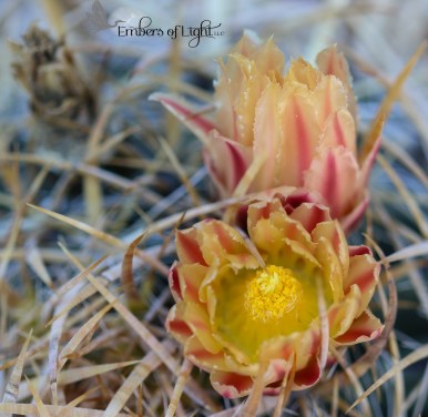 cactus blossoms