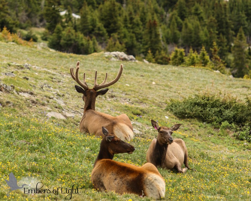 elk family