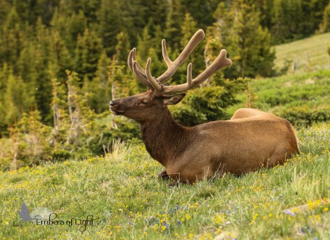 elk