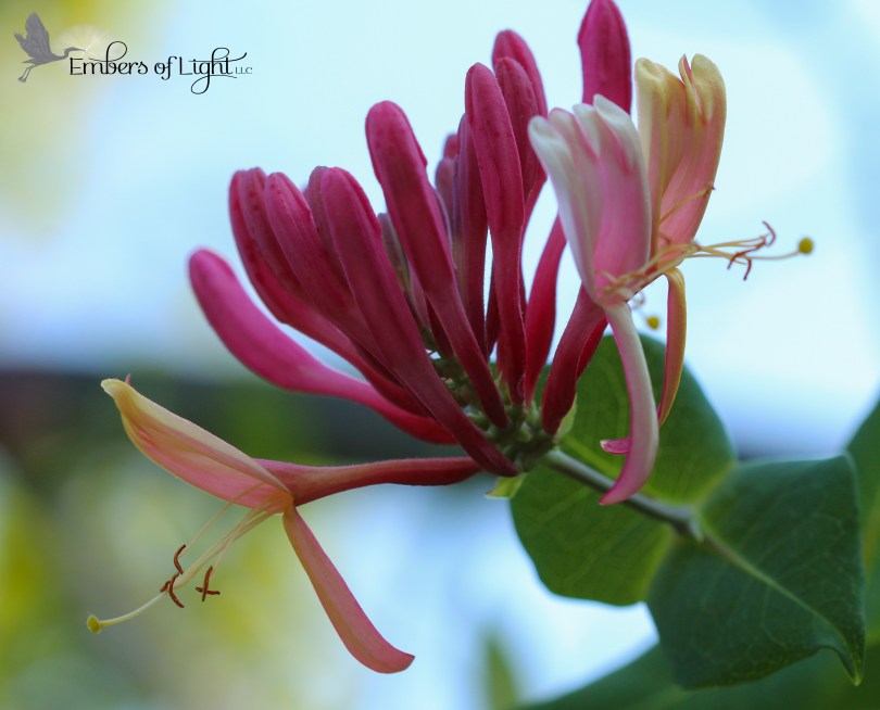 honeysuckle