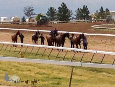 horses walking the track