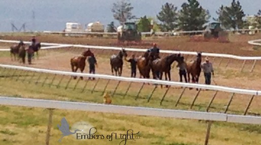 horses walking track