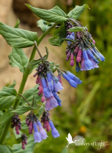 mountain wildflowers