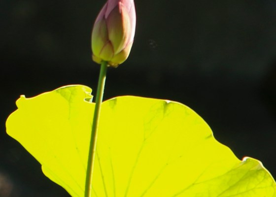 water lily bud