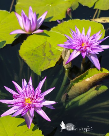 water lilies
