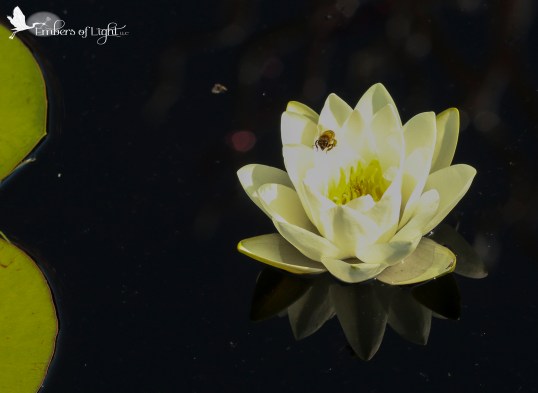 water lily