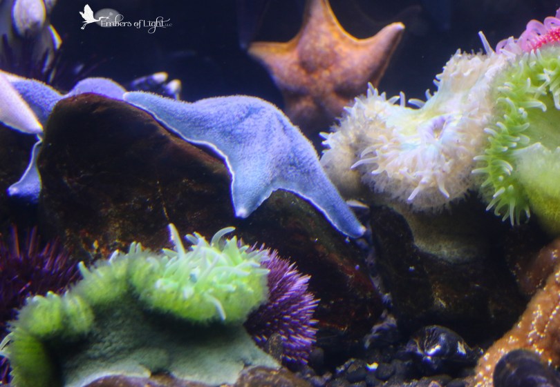starfish, anemones