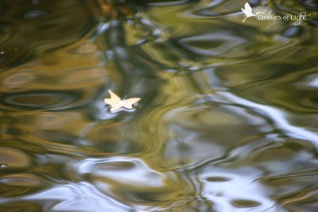 floating leaf