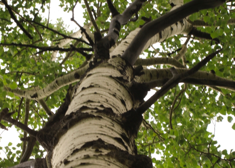 aspen tree