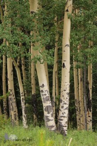 aspen trees