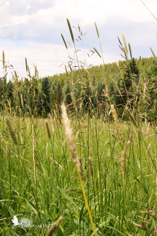 meadow grass