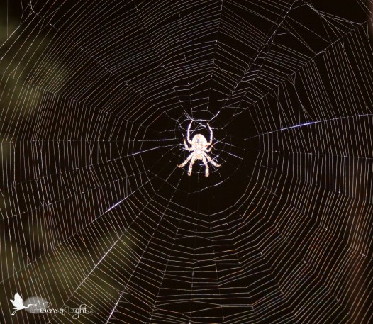spider, spider web