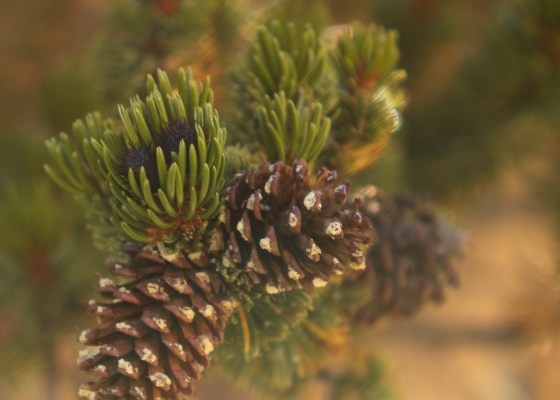 pinecones
