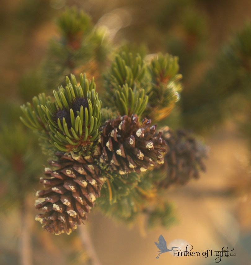 pinecones
