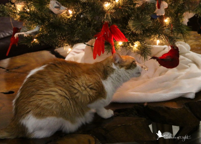 Cat; Christmas tree