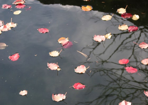 pond, red leaves