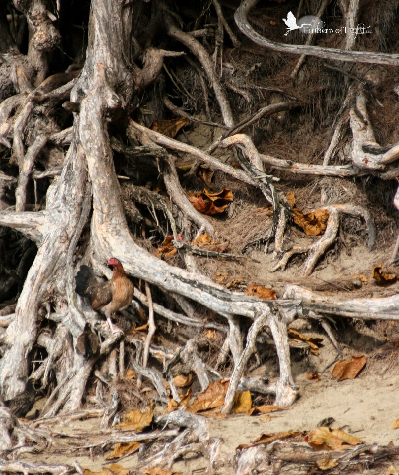 chicken, tree roots
