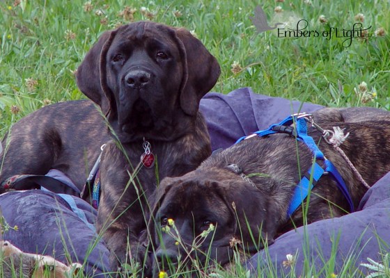 old English Mastiffs