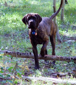 old English Mastiff in meadow
