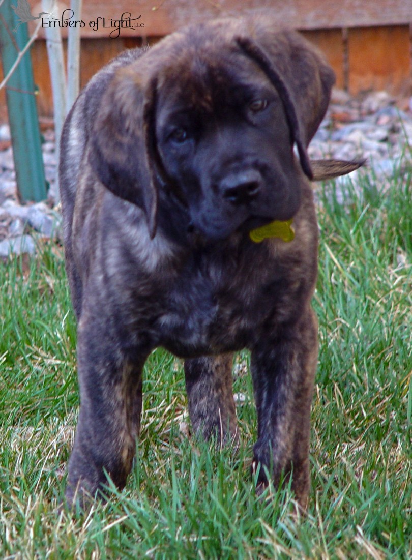 Old English Mastiff puppy