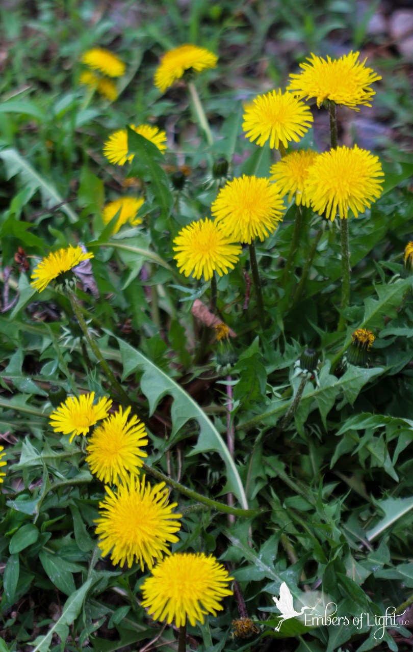 dandelion plants and flowers