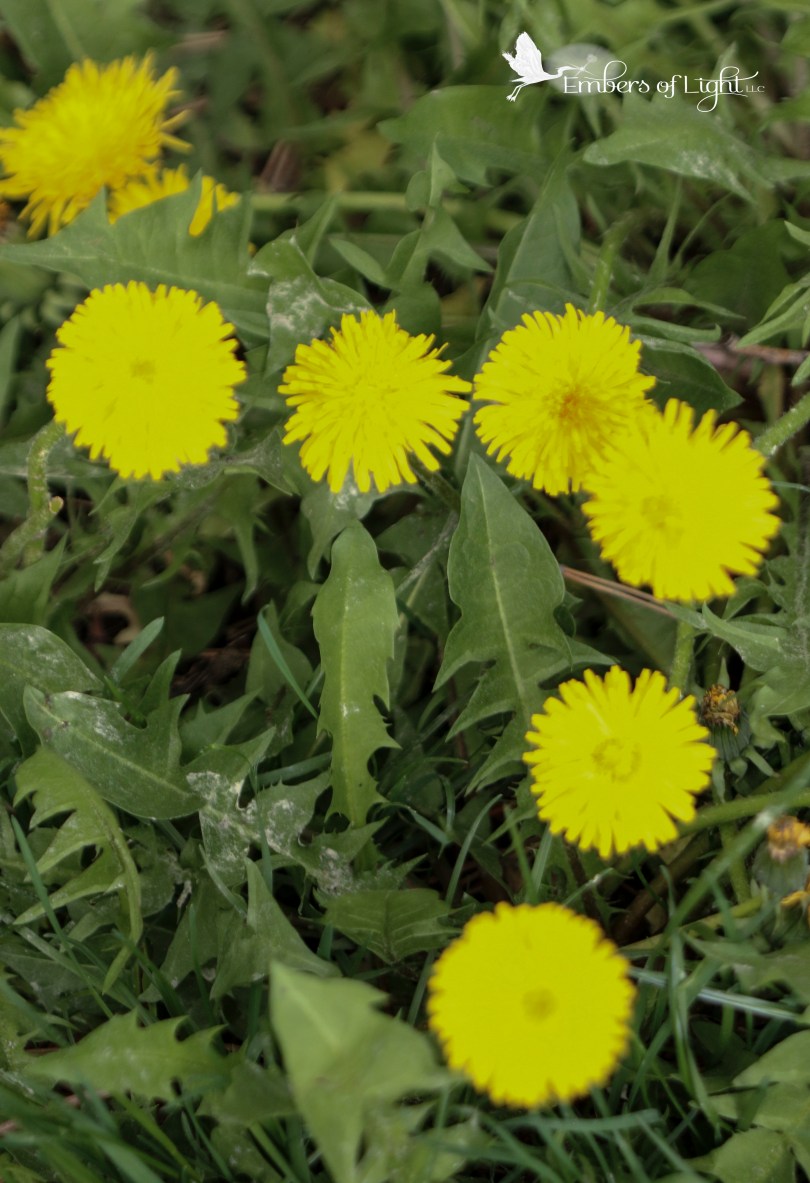dandelions