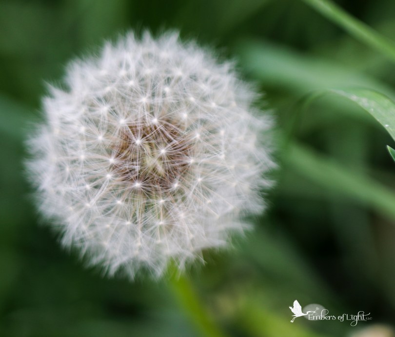 dandelion fluff