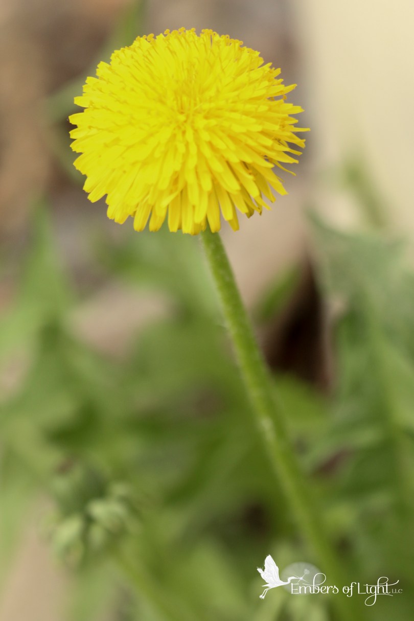 dandelion