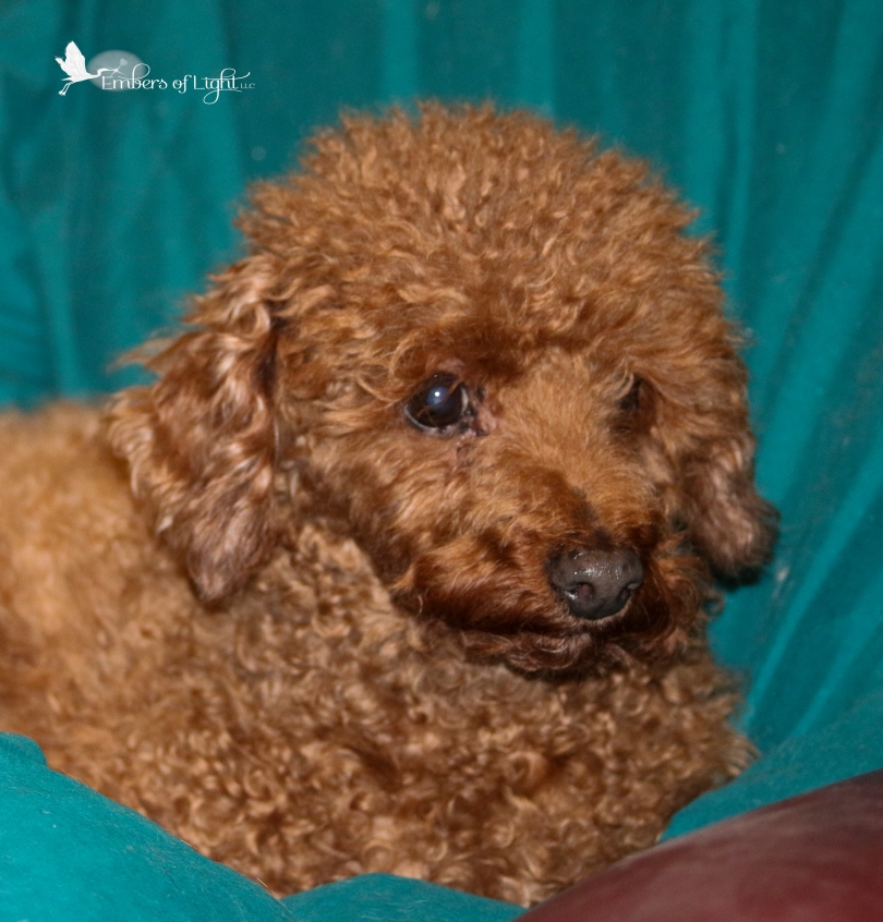 red miniature poodle