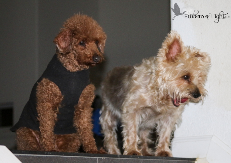 miniature poodle and silky terrier