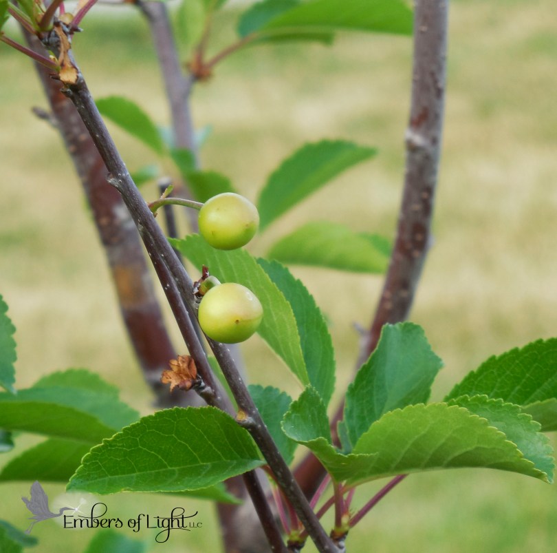 unripe cherries