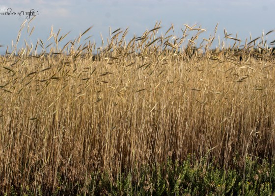 wheat field