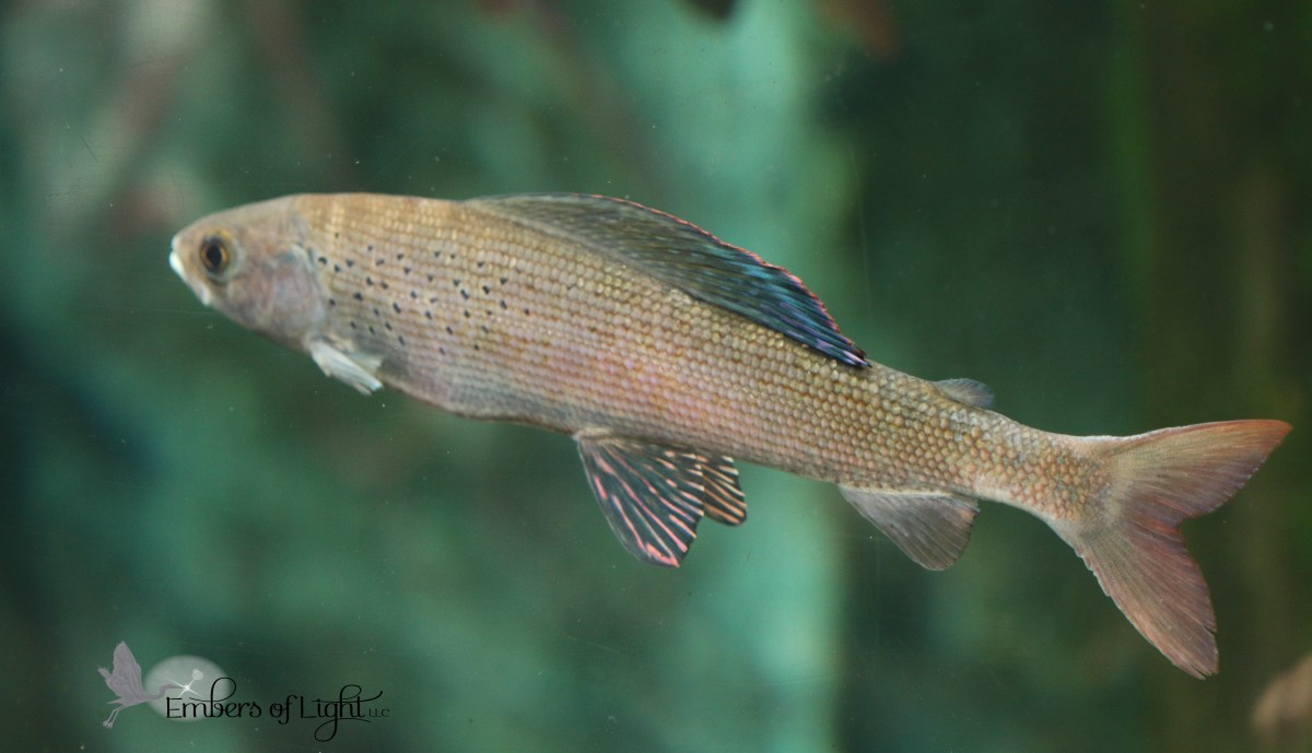 Singlets Fish Walking the Talk – Peace With My Life
