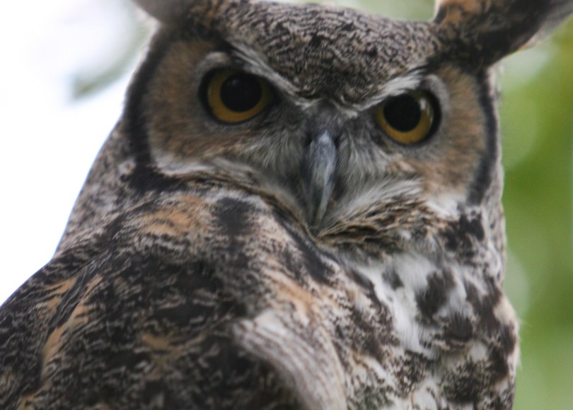 horned owl