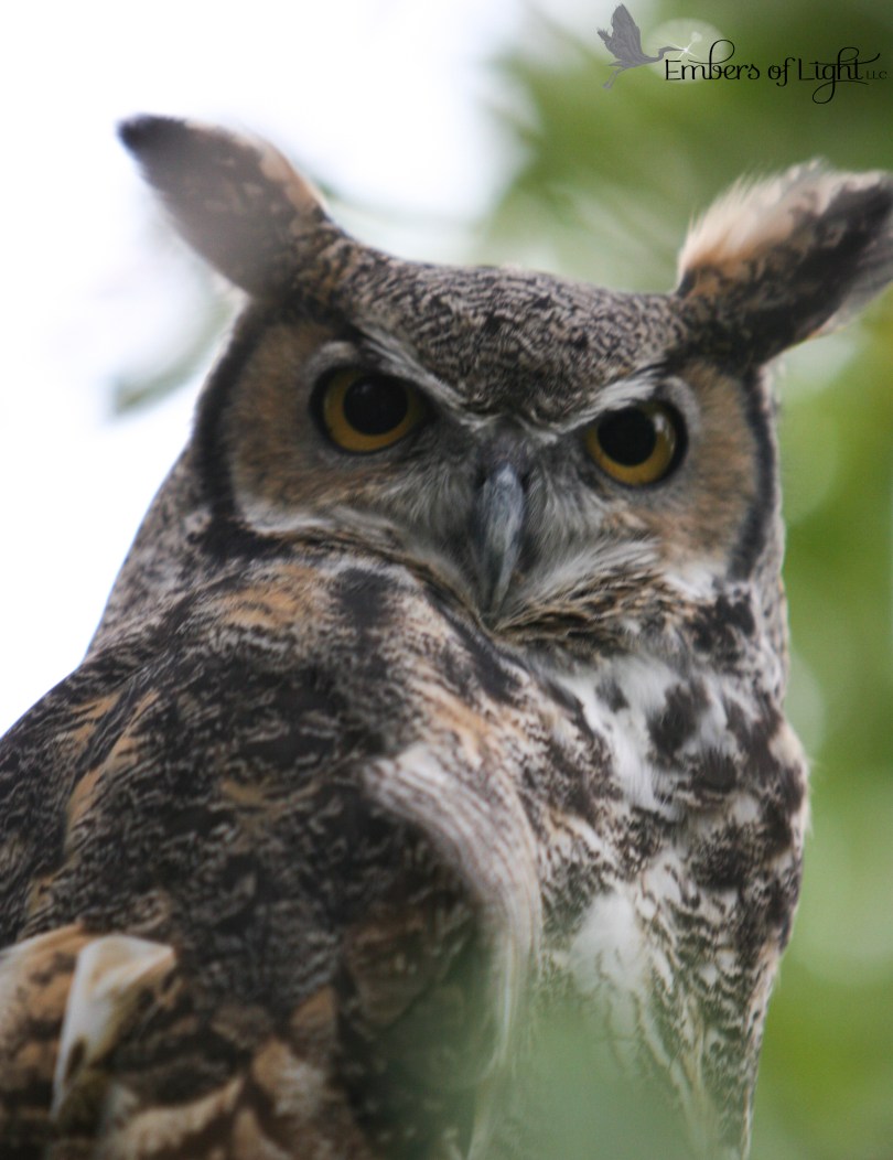 horned owl