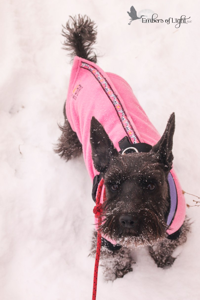 schnauzer mix dog in coat