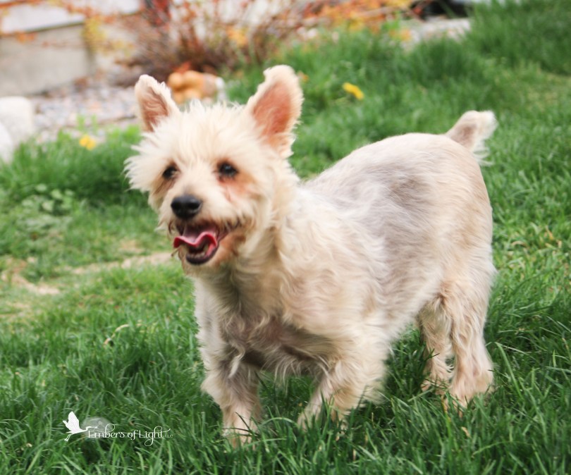 silky terrier