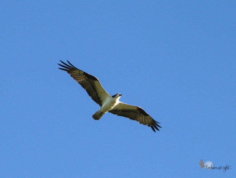 osprey