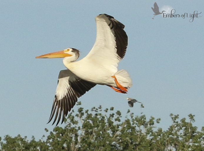 pelican in flight