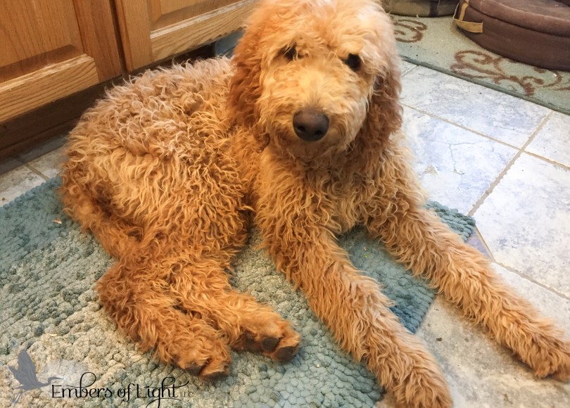 apricot standard poodle