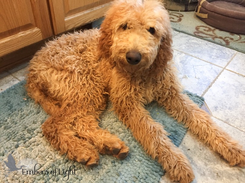 apricot standard poodle
