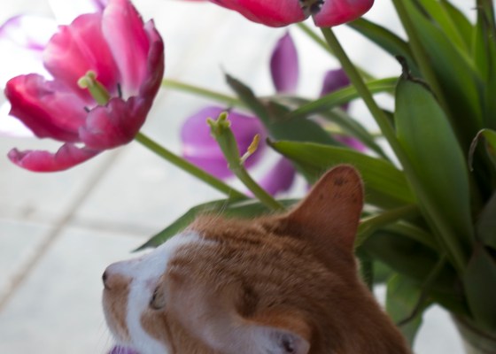 orange cat, tulips