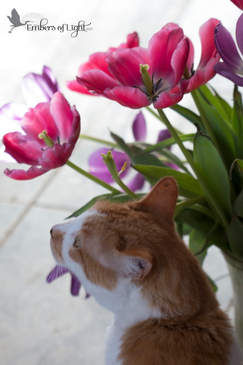 orange cat, tulips