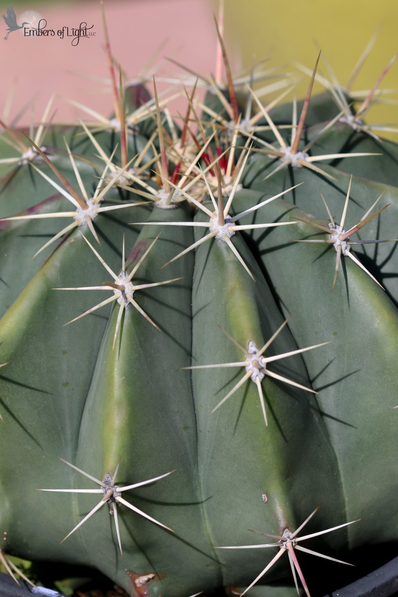 cactus, thorns