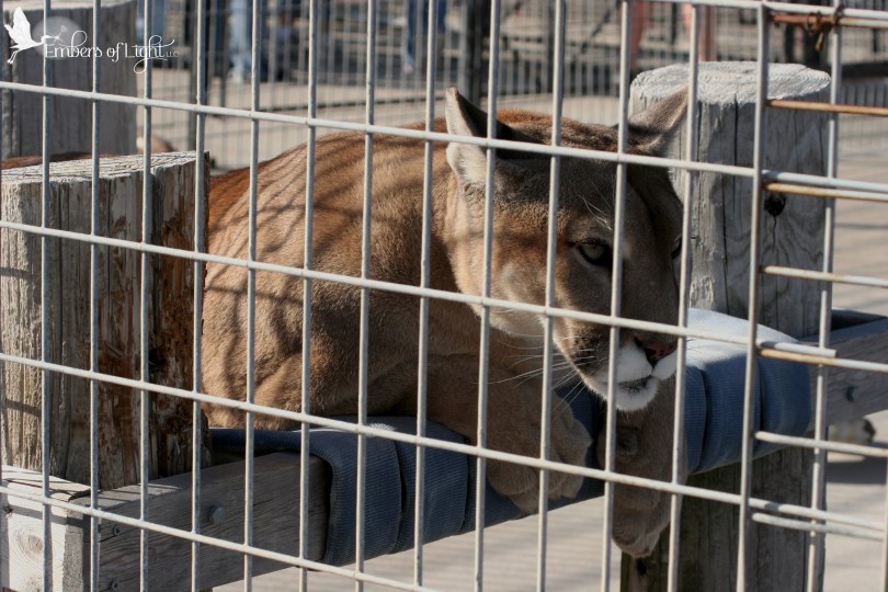 mountain lion, cage, cougar