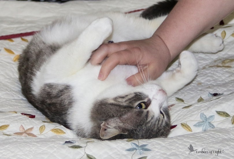 belly rub, gray and white cat