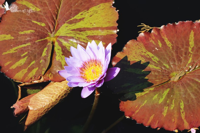 purple water lily