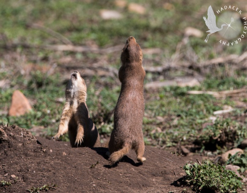 prairie dog jump-yip