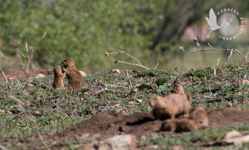 black-tailed prairie dogs