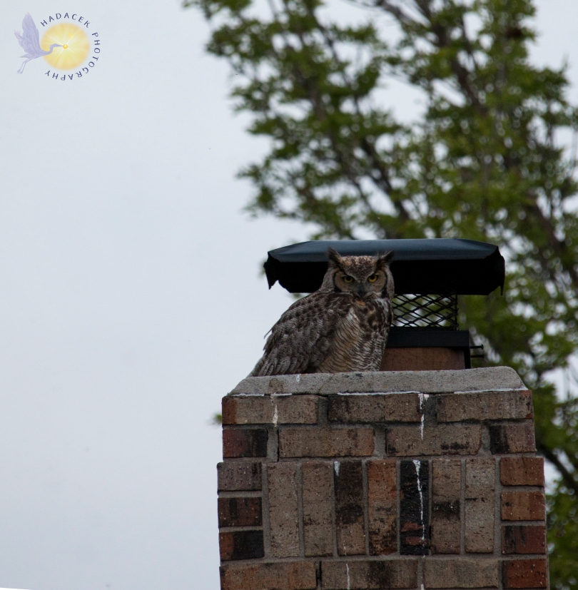 great horned owl on a chimney